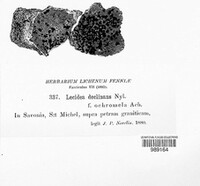 Lecidea lapicida image